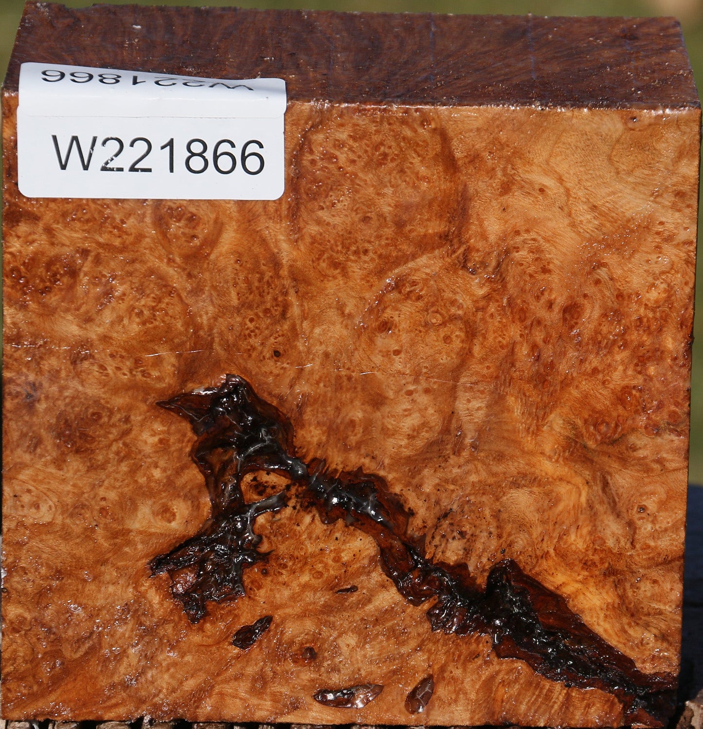 Rustic Maple Burl Bowl Blank