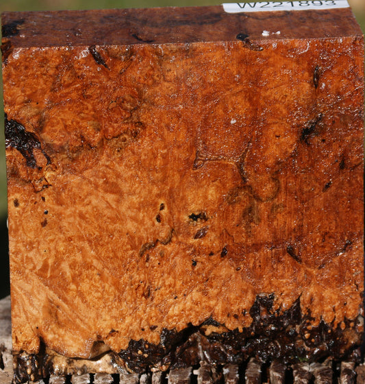 Maple Burl Bowl Blank