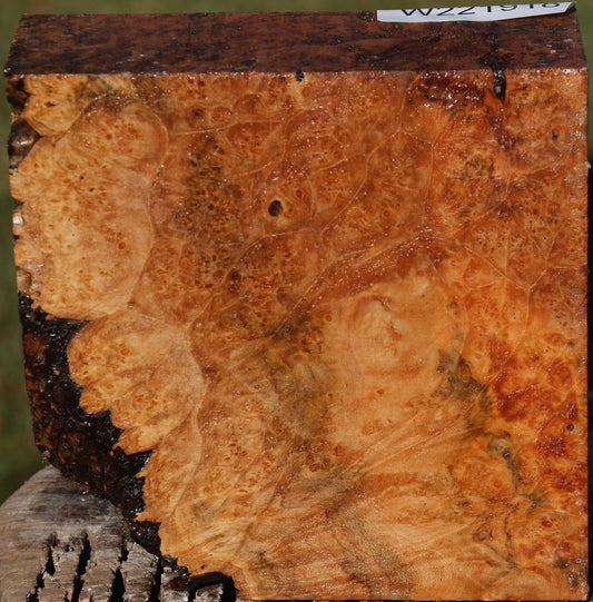 Maple Burl Bowl Blank