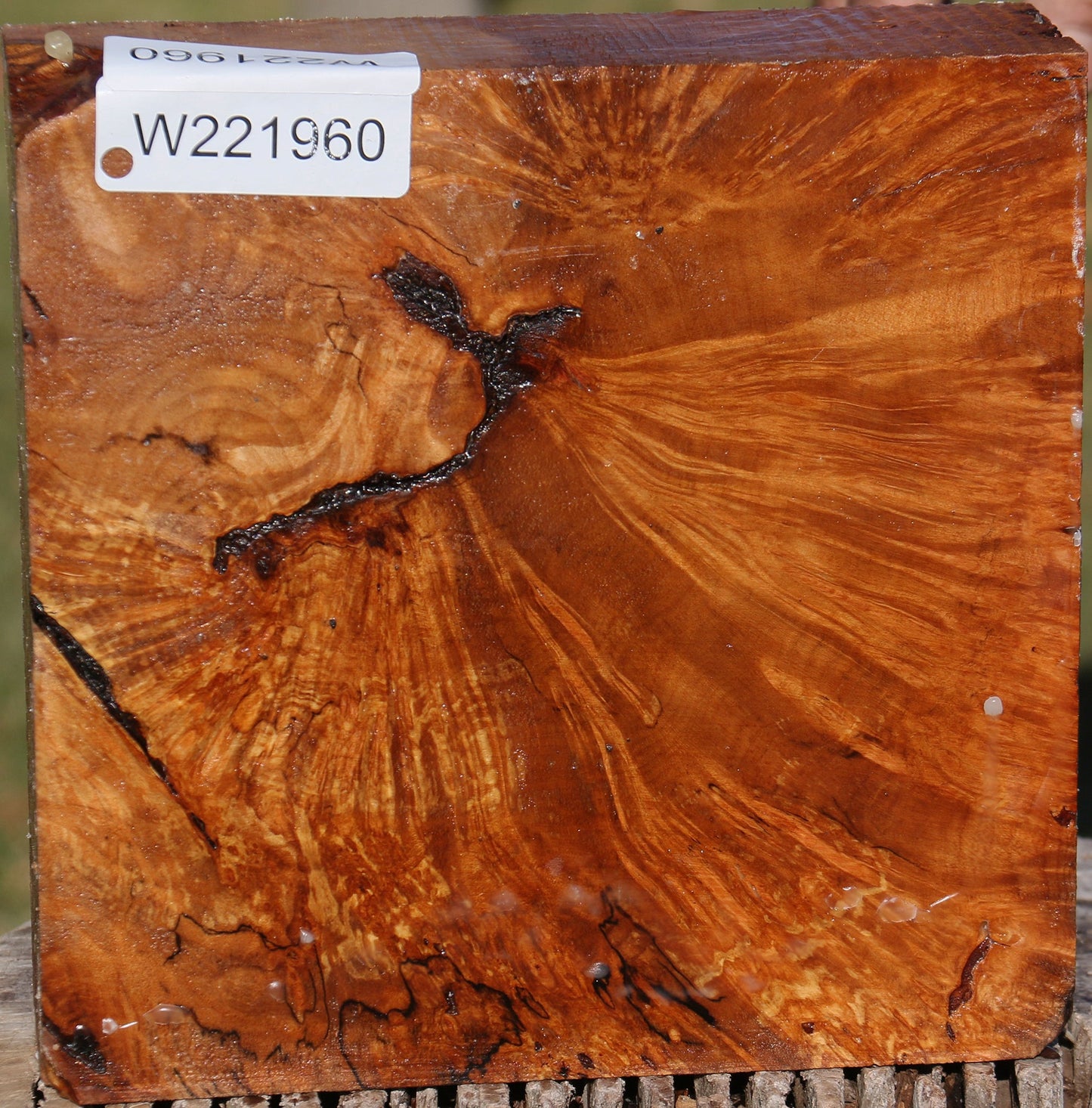 Maple Burl Bowl Blank