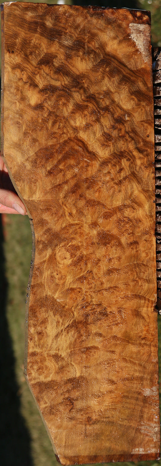 Camphor Burl Lumber