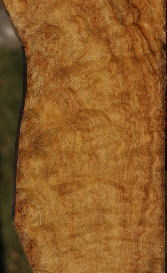 Camphor Burl Lumber