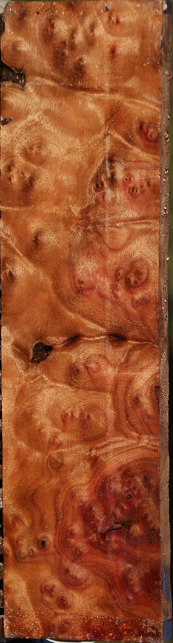 Camphor Burl Lumber