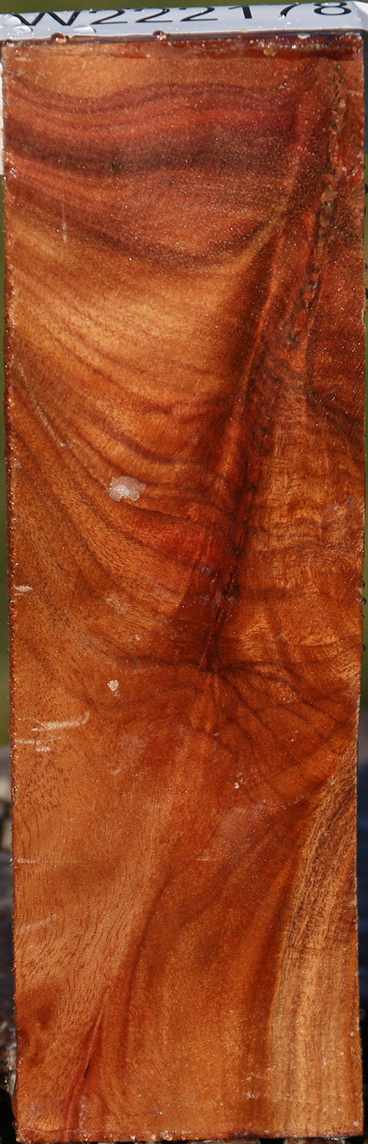 Camphor Burl Lumber