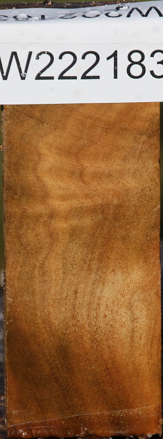 Camphor Burl Lumber
