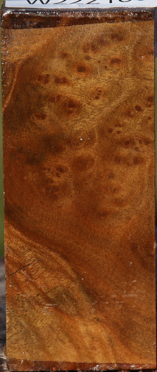 Camphor Burl Lumber