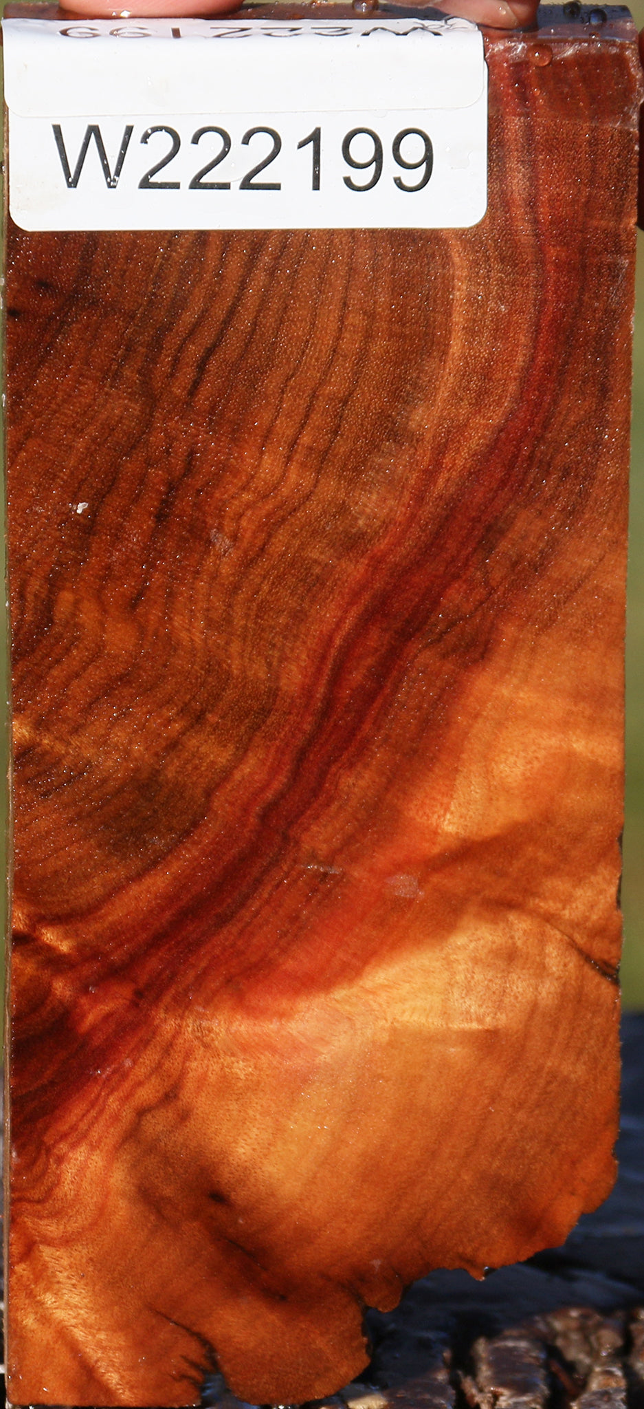 Camphor Burl Lumber