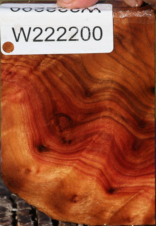Camphor Burl Lumber