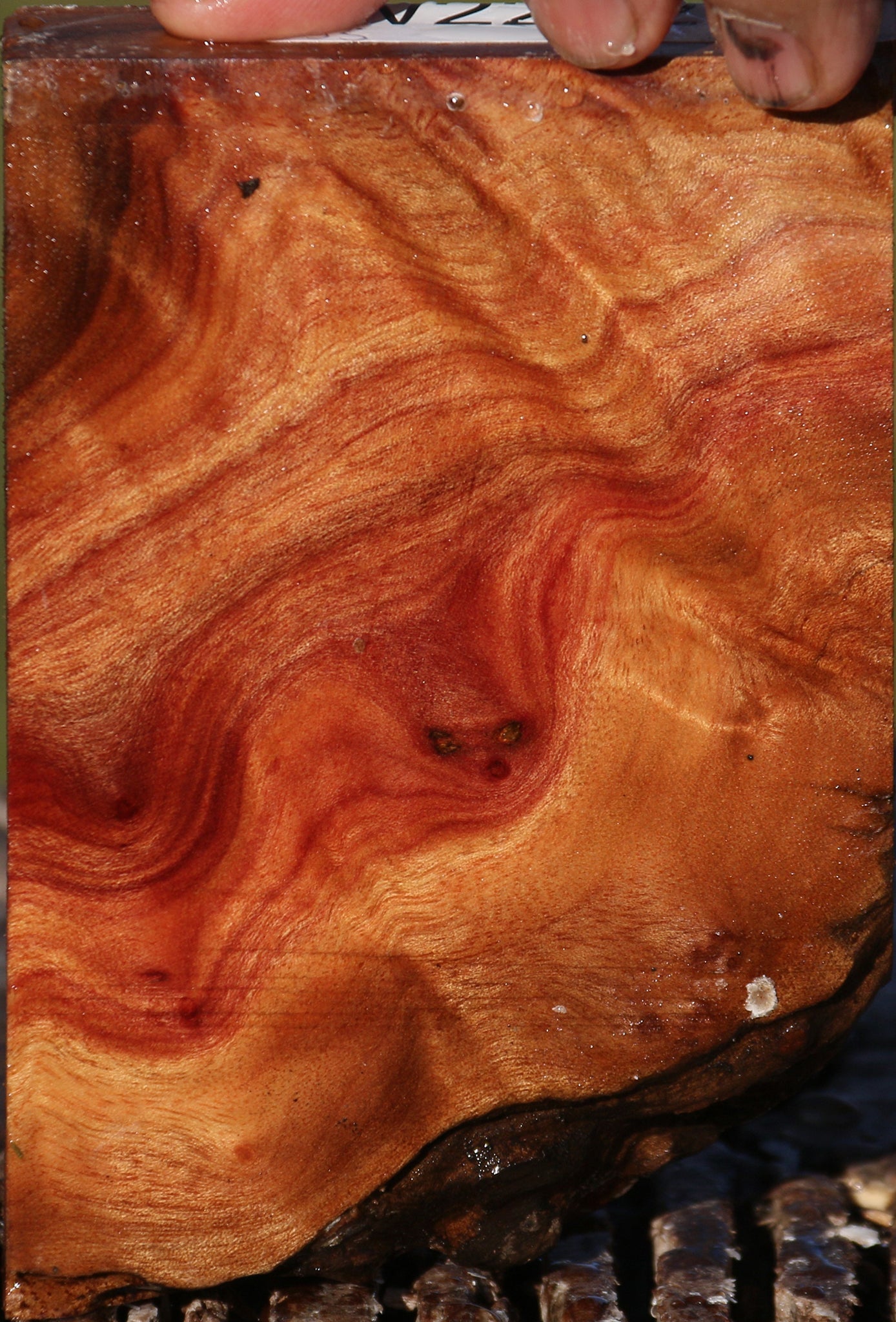 Camphor Burl Lumber