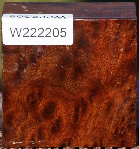 Camphor Burl Bowl Blank