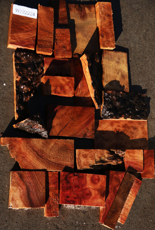 Camphor Burl Lumber Bargain Box