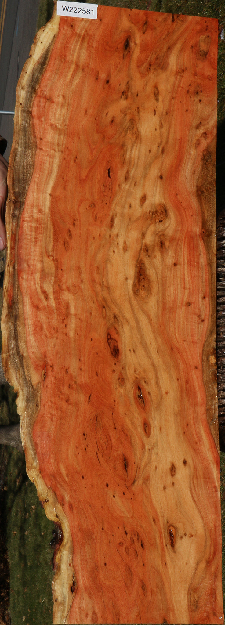 Extra Fancy Carob Live Edge Micro Lumber