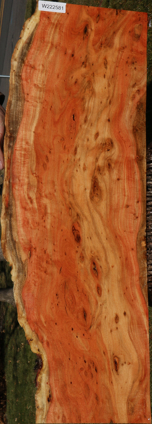 Extra Fancy Carob Live Edge Micro Lumber