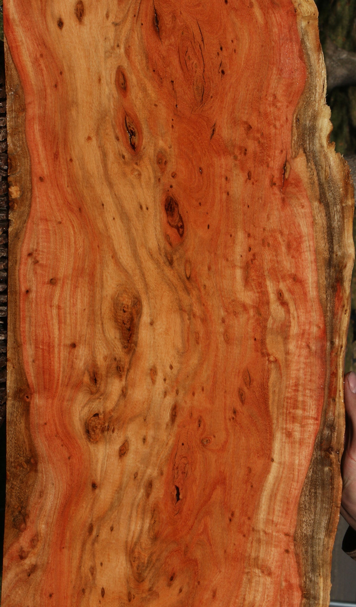Extra Fancy Carob Live Edge Micro Lumber