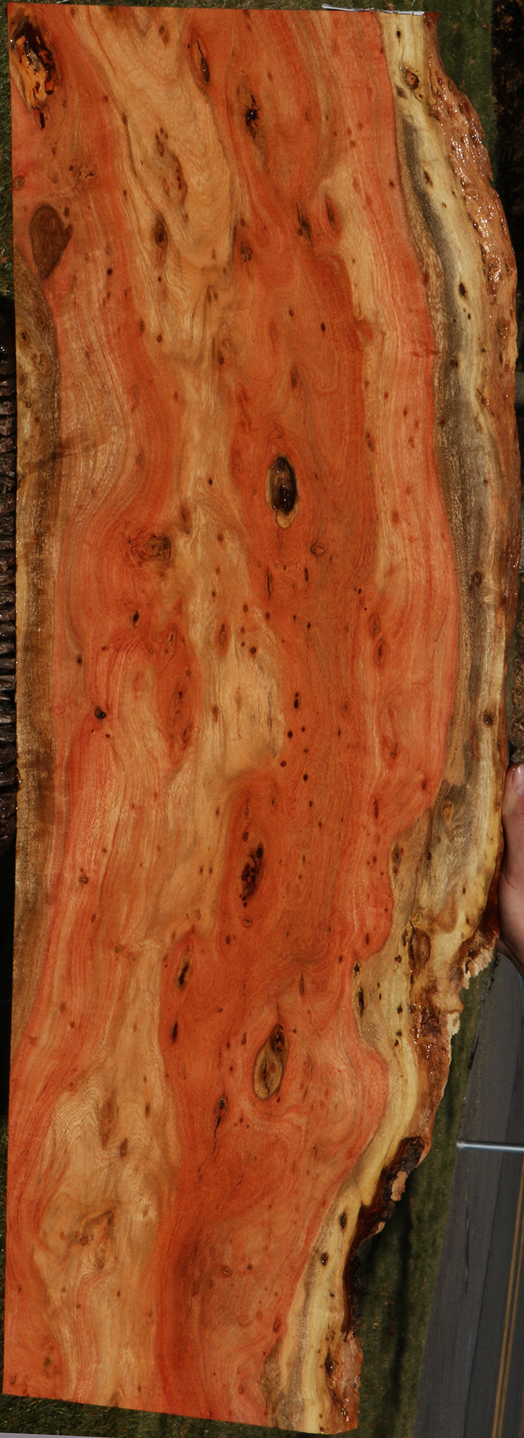 Extra Fancy Carob Live Edge Micro Lumber