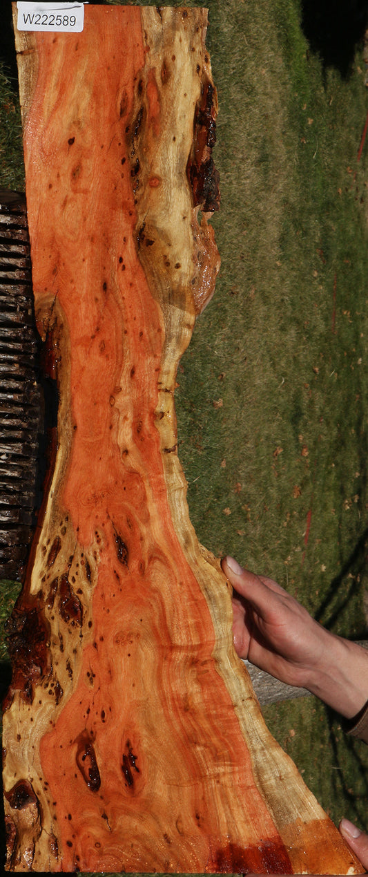 Extra Fancy Carob Live Edge Micro Lumber