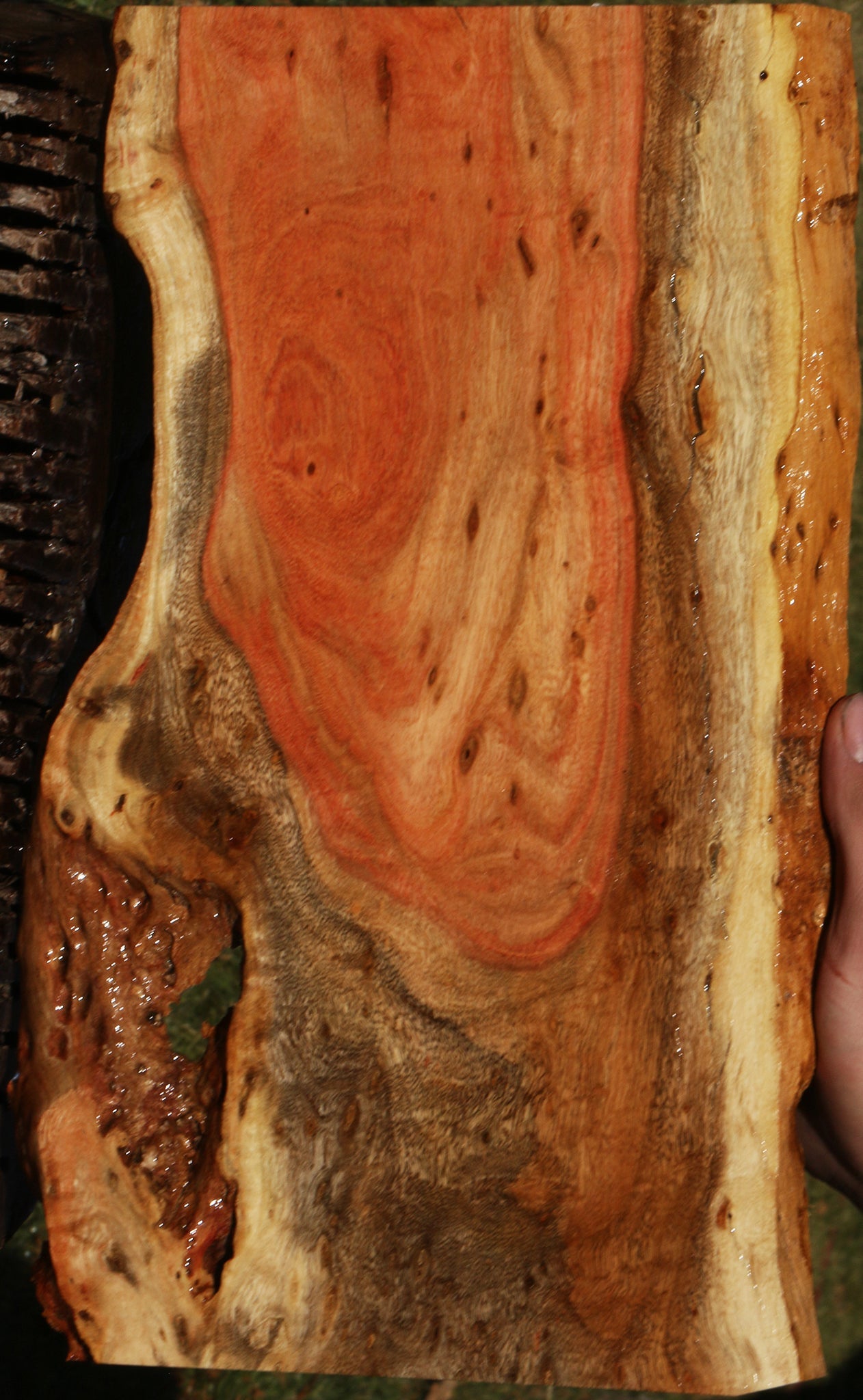 Extra Fancy Carob Micro Lumber