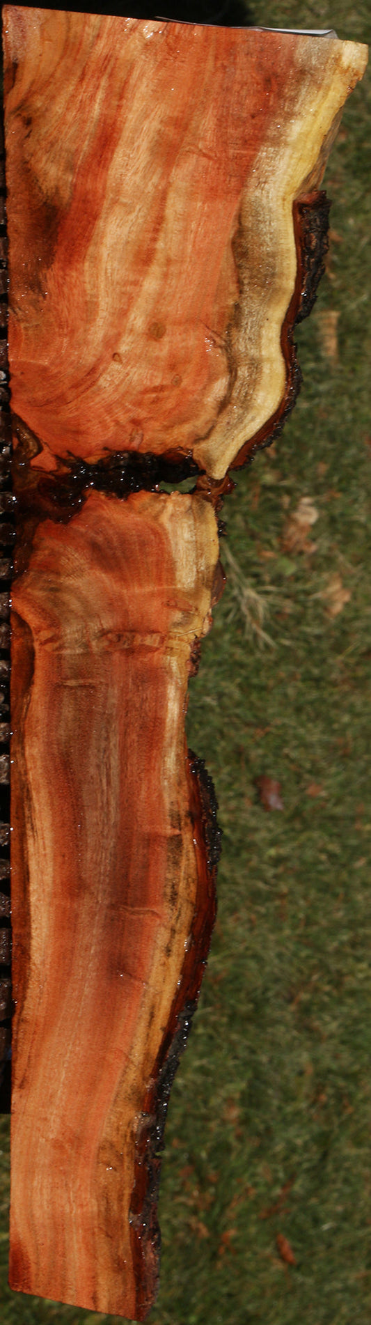 Extra Fancy Carob Live Edge Micro Lumber