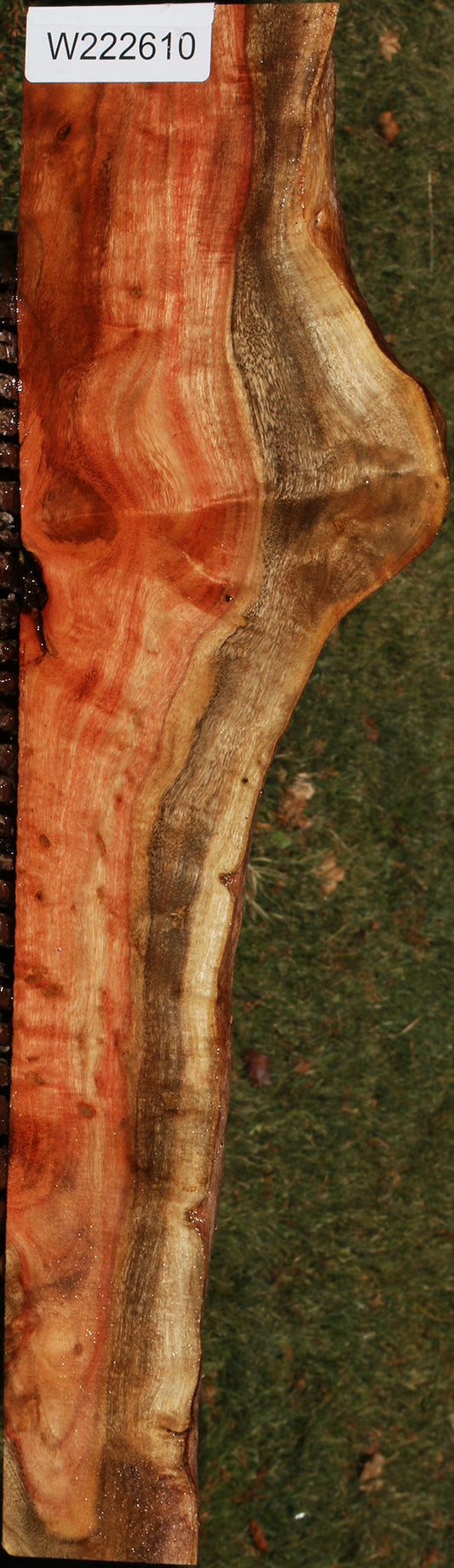 Extra Fancy Carob Live Edge Lumber