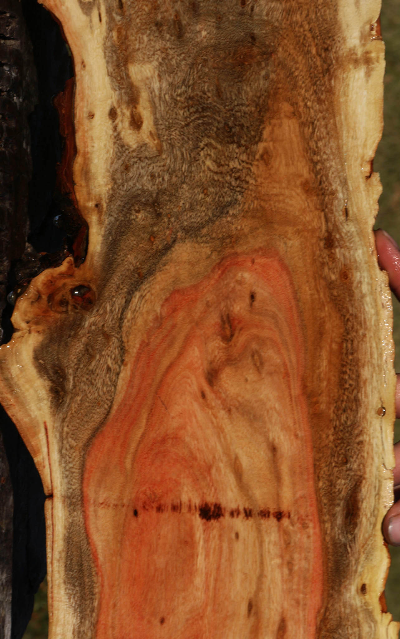 Extra Fancy Carob Live Edge Micro Lumber