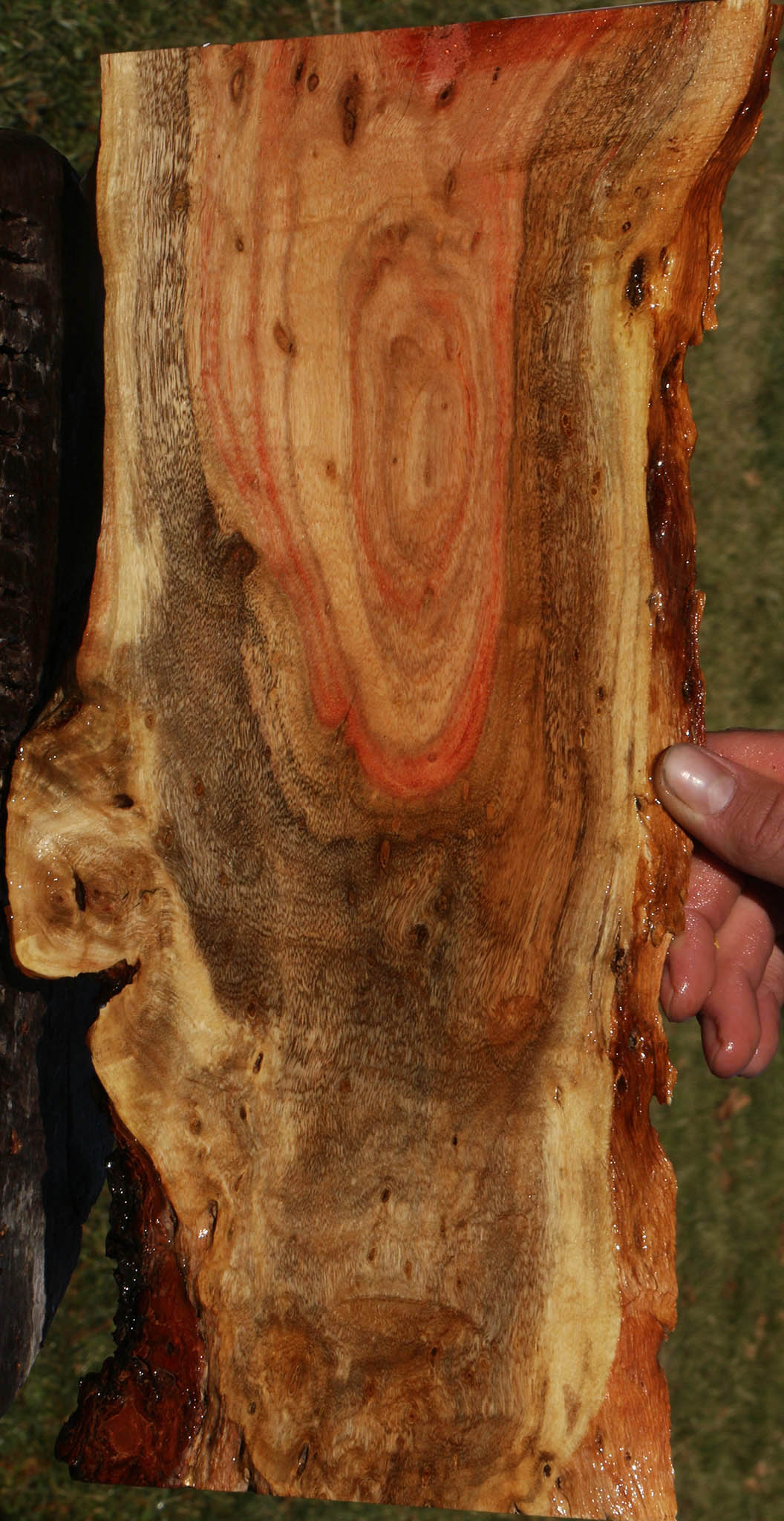 Extra Fancy Carob Live Edge Micro Lumber