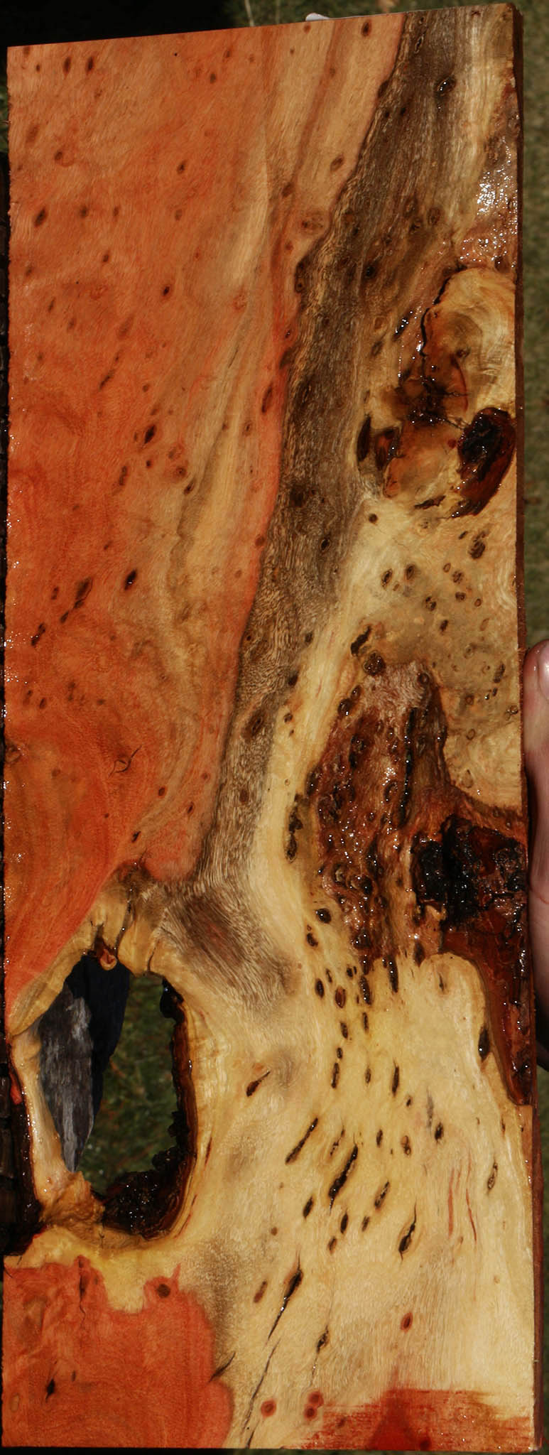 Extra Fancy Rustic Carob Micro Lumber