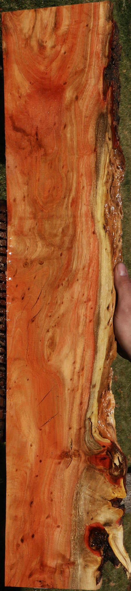 Extra Fancy Carob Live Edge Micro Lumber