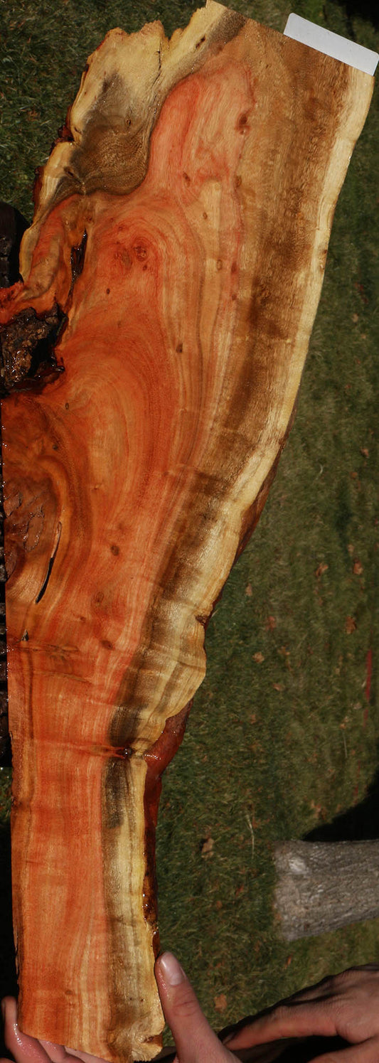 Extra Fancy Carob Live Edge Micro Lumber