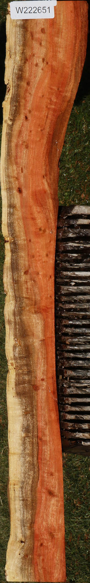 Extra Fancy Carob Live Edge Micro Lumber