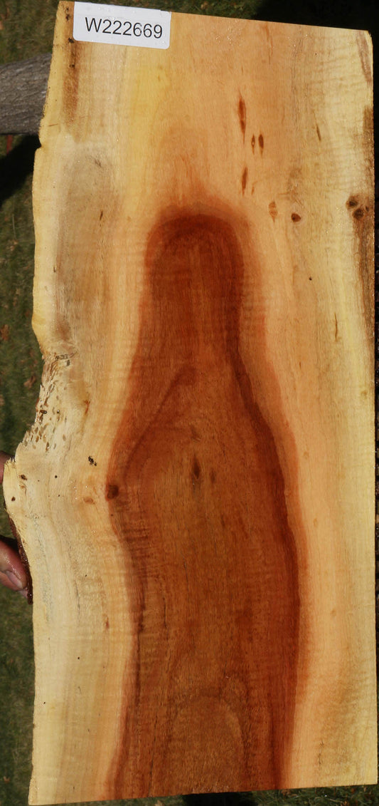 Carob Live Edge Lumber