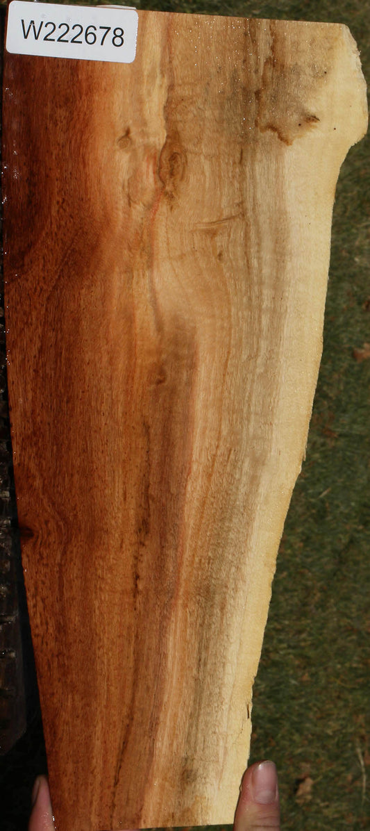 Carob Live Edge Lumber