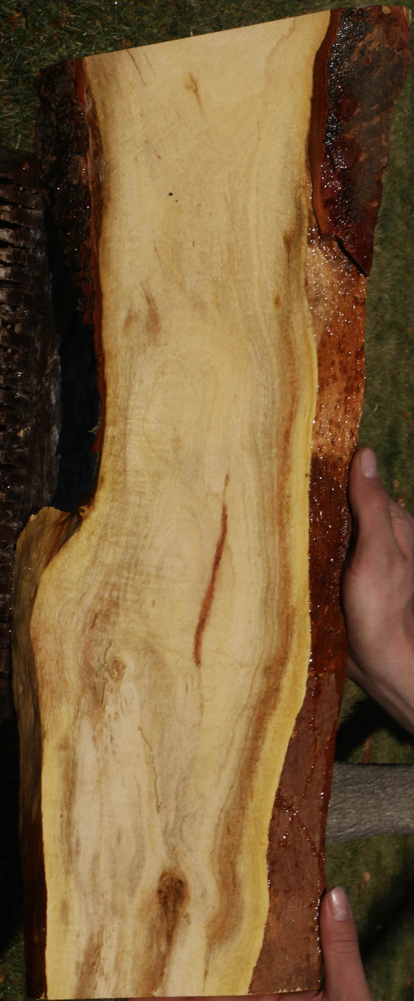 Figured Carob Live Edge Lumber