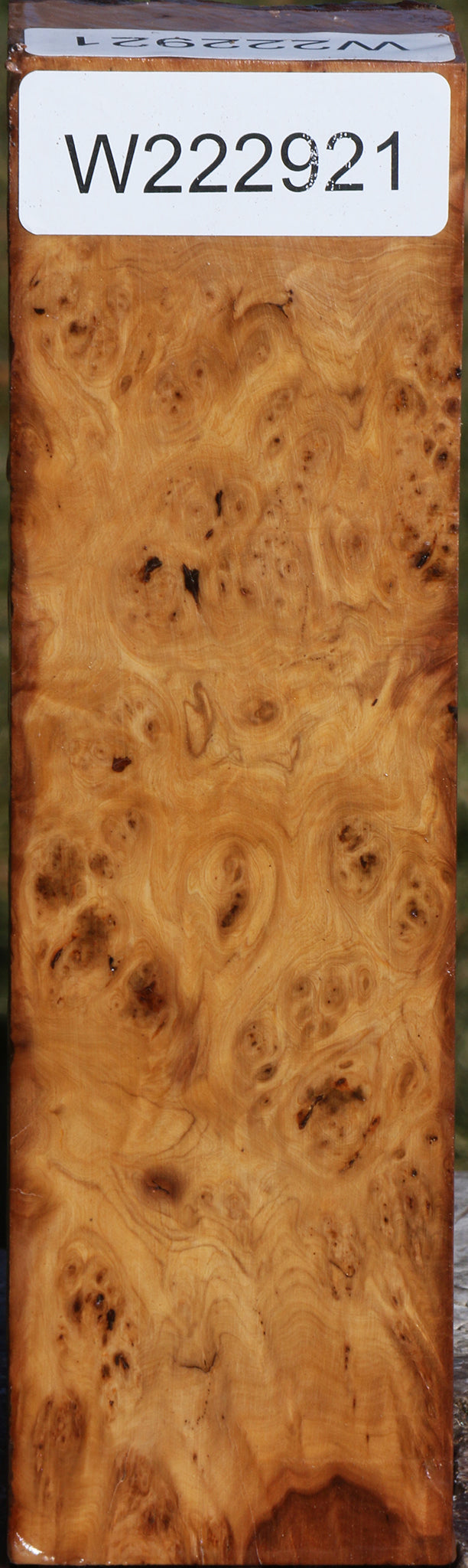 Extra Fancy Hopea Stone Burl Turning Square