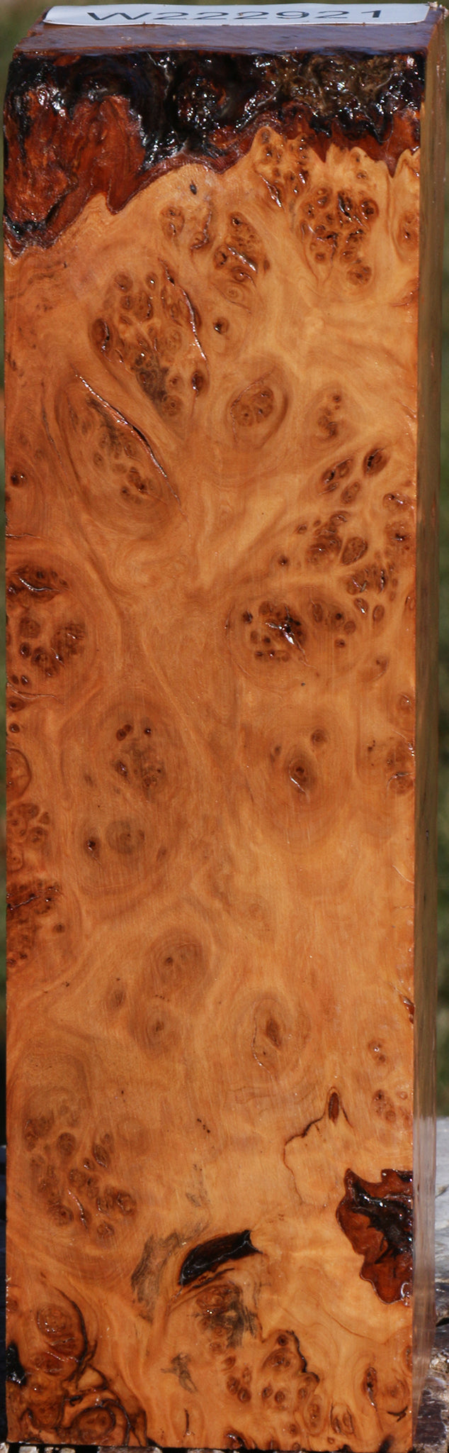 Extra Fancy Hopea Stone Burl Turning Square