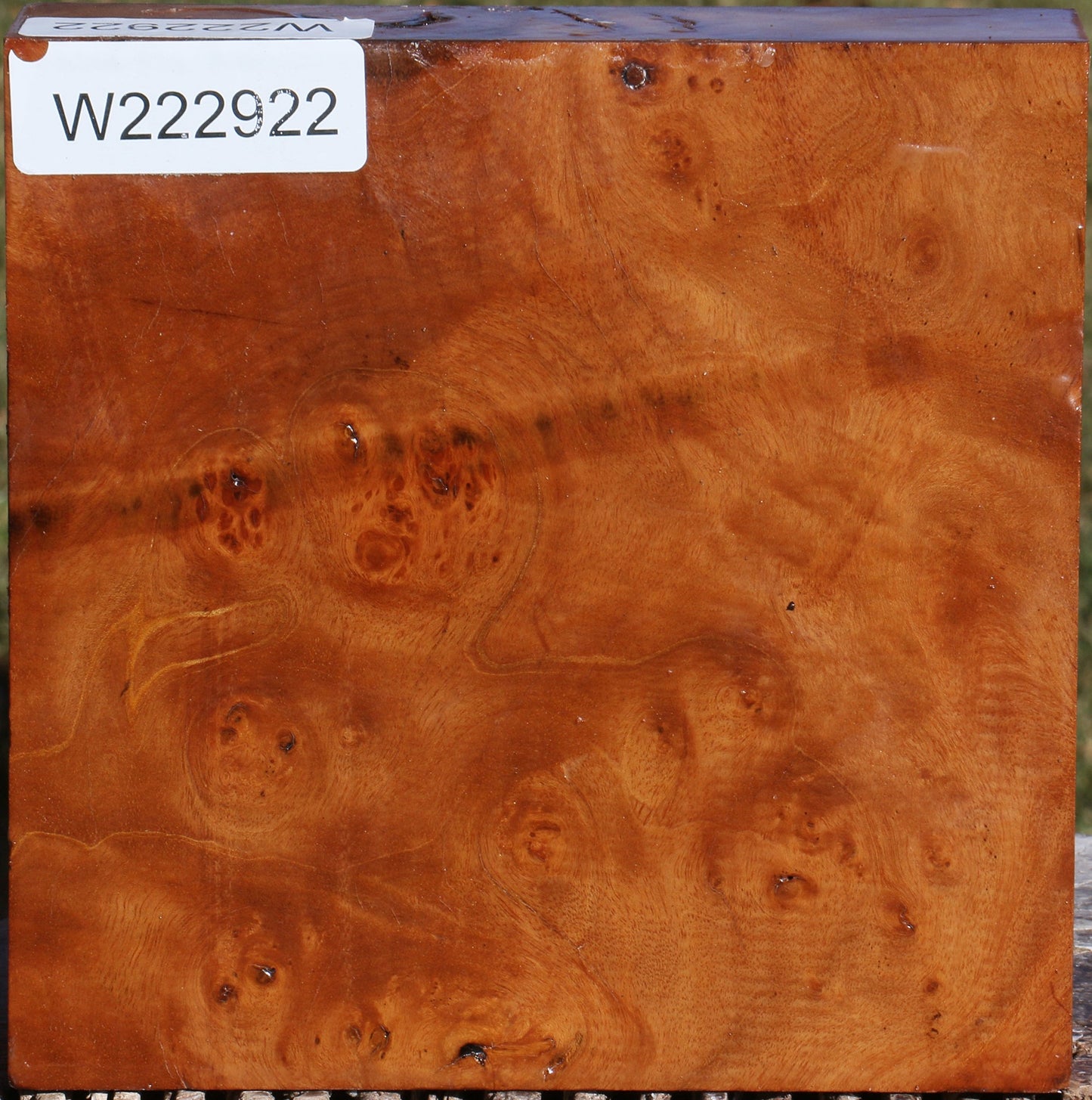 Hopea Stone Burl Bowl Blank