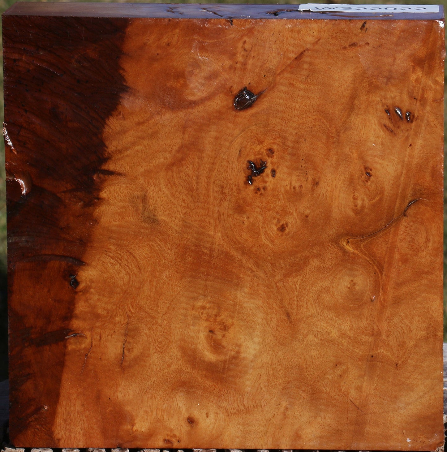 Hopea Stone Burl Bowl Blank