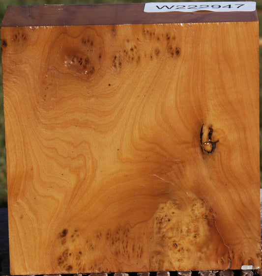 Hopea Stone Burl Bowl Blank