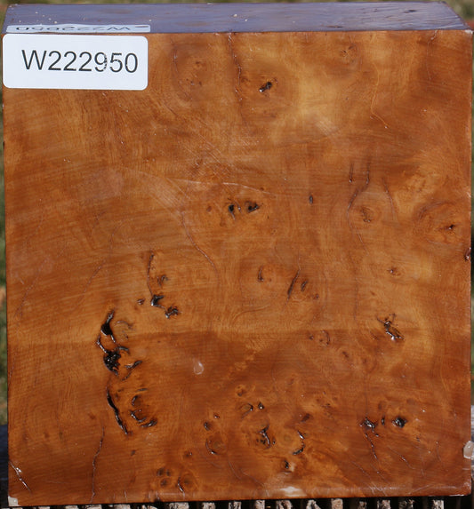 Hopea Stone Burl Bowl Blank