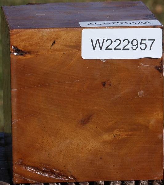 Hopea Stone Bowl Blank