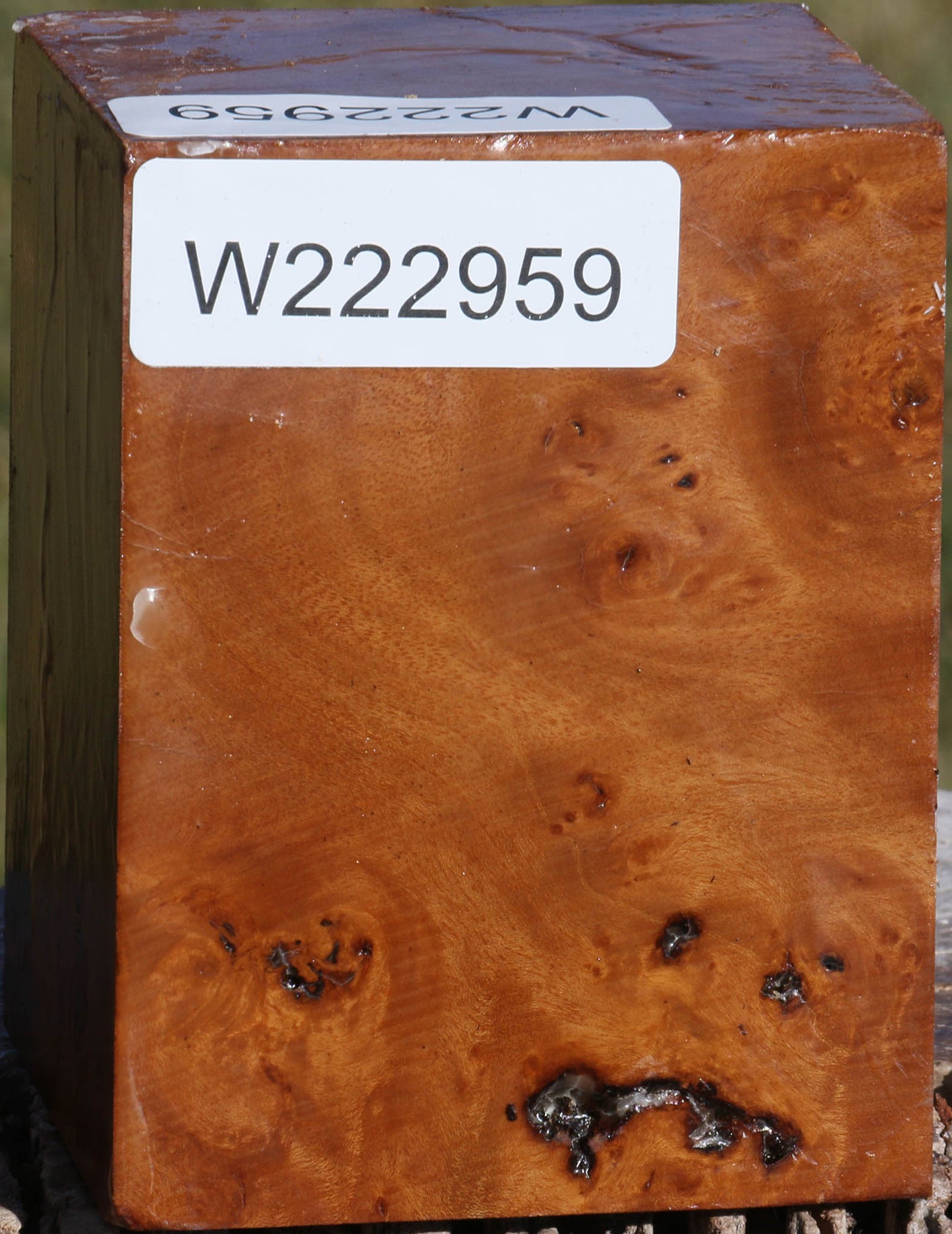 Hopea Stone Burl Turning Square