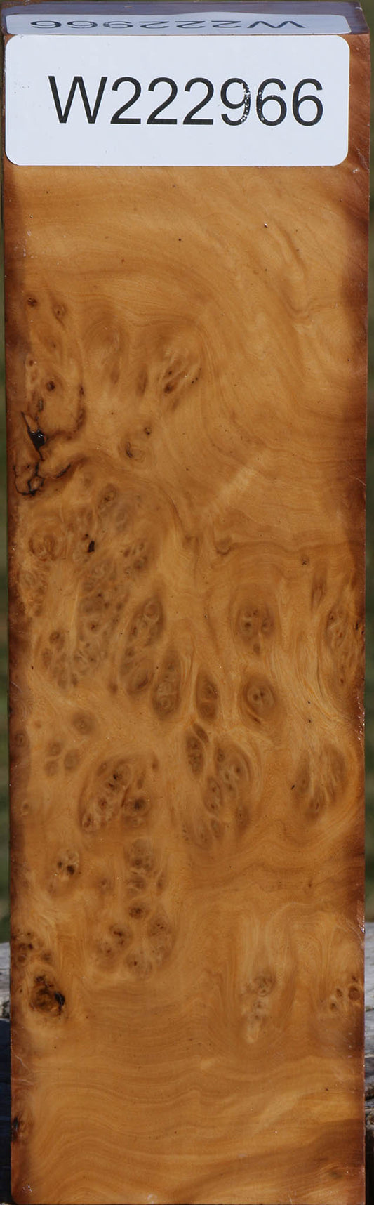 Hopea Stone Burl Turning Blank