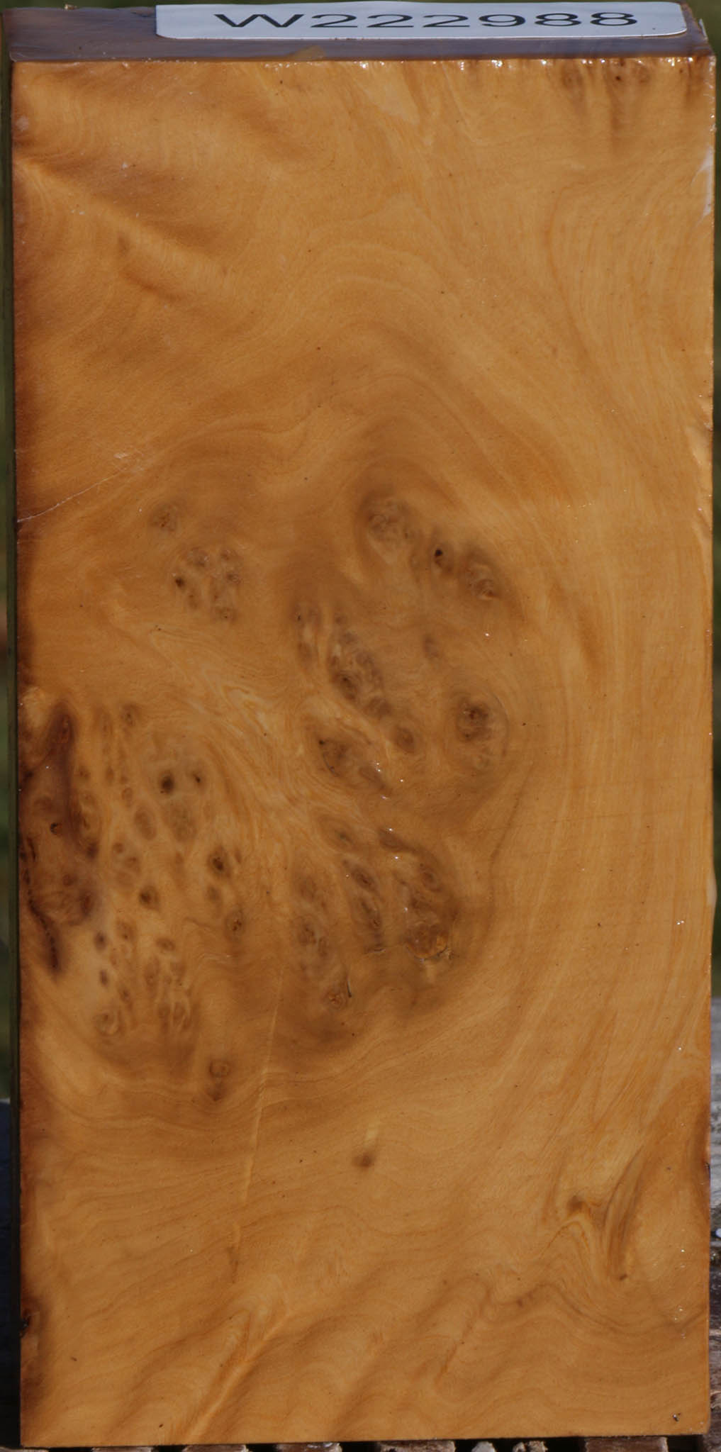 Hopea Stone Burl Lumber