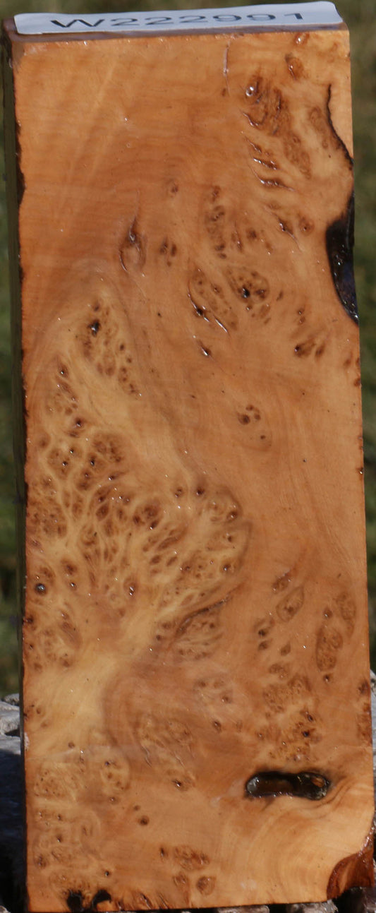 Extra Fancy Hopea Stone Burl Lumber