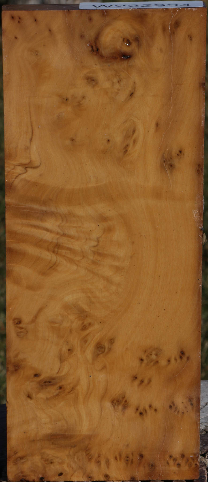 Hopea Stone Burl Lumber