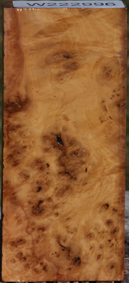 Extra Fancy Hopea Stone Burl Lumber