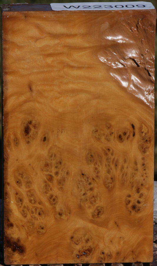Hopea Stone Burl Lumber