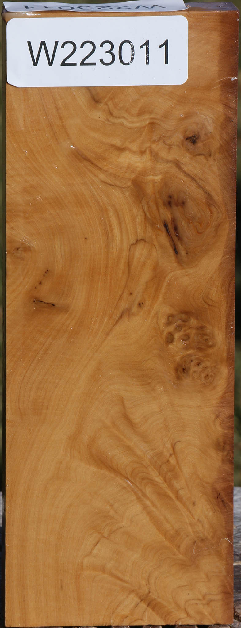 Hopea Stone Burl Lumber