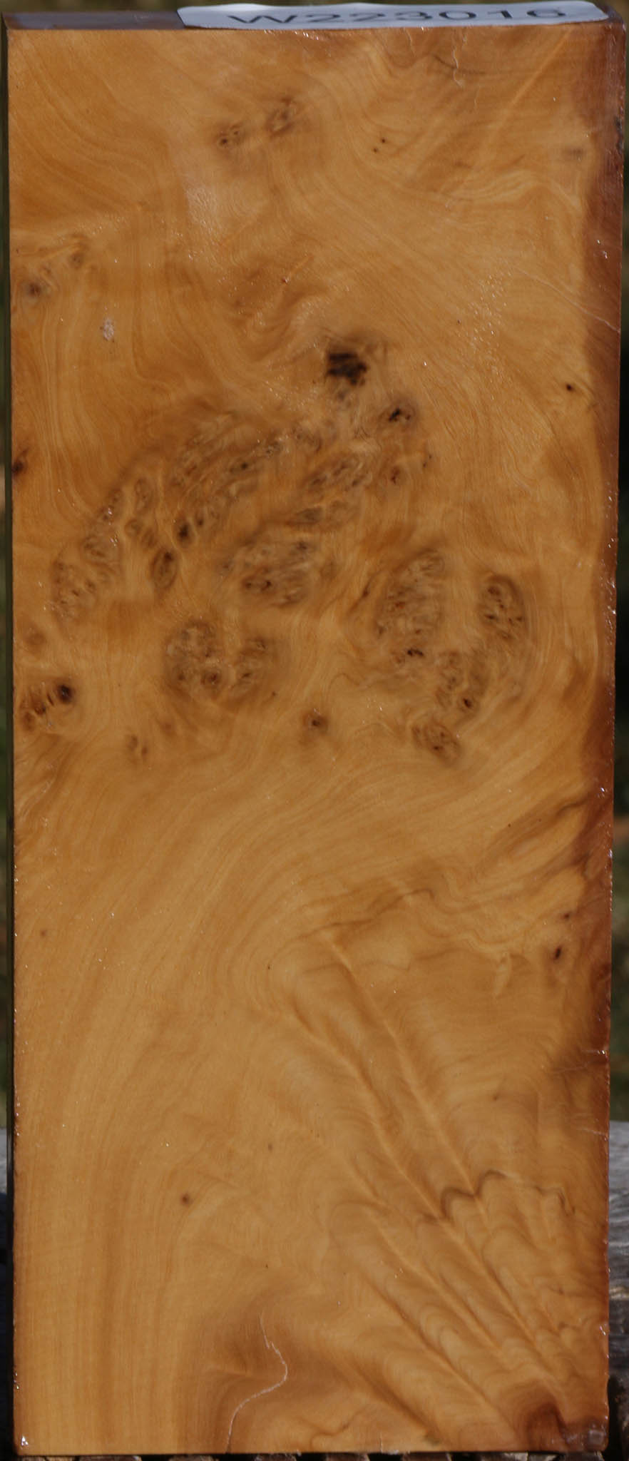 Hopea Stone Burl Lumber