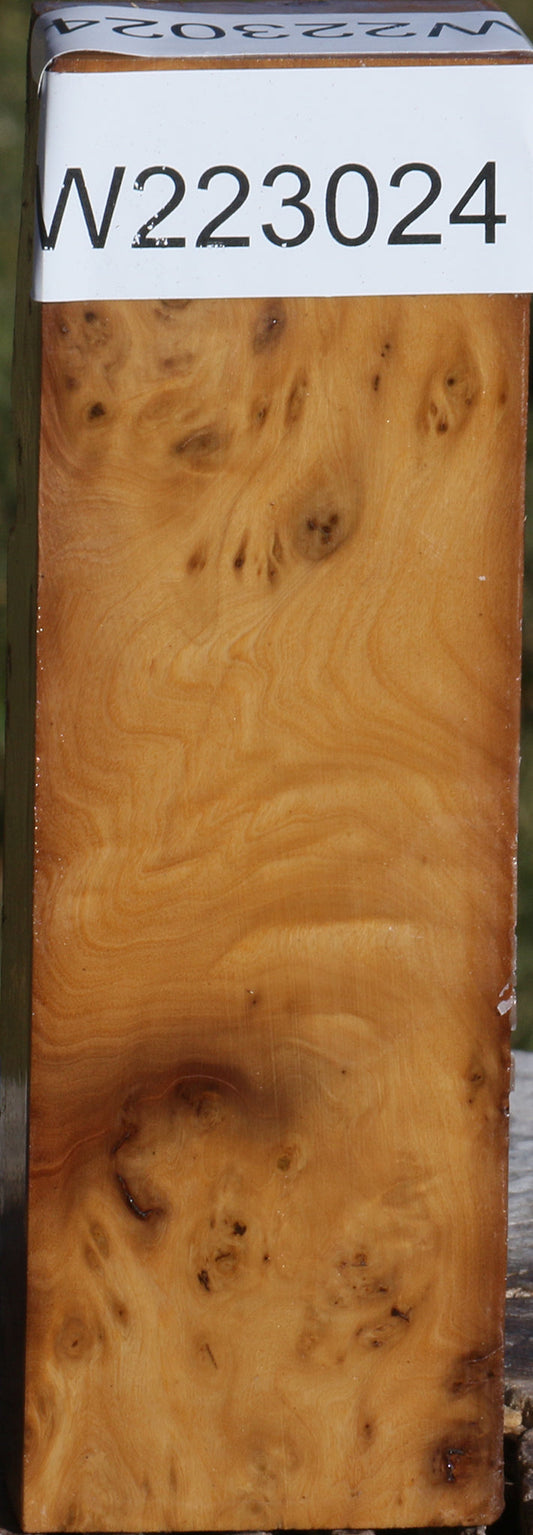 Hopea Stone Burl Lumber