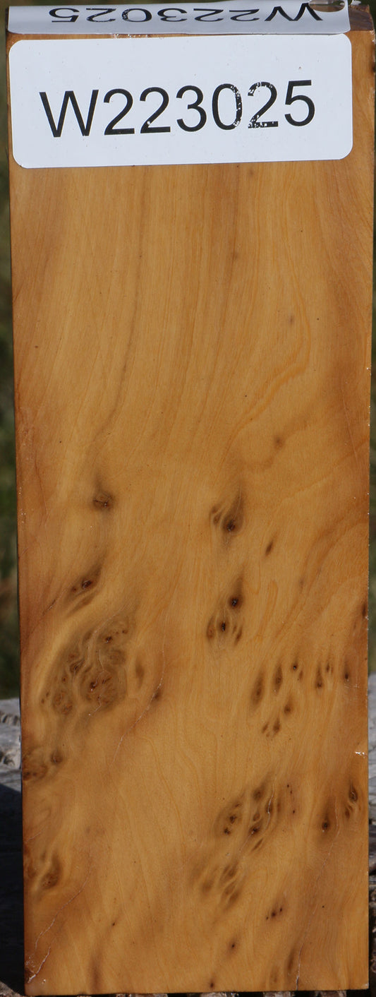 Hopea Stone Burl Lumber